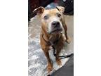 Adopt Jasper #304 a Pit Bull Terrier