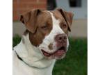 Adopt Rudy a Mastiff