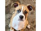 Adopt OJ a Boxer