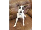 Adopt Dunkan a Rat Terrier