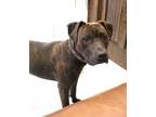 Adopt Luke a American Staffordshire Terrier