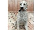 Adopt Ronnie a Standard Poodle, Great Pyrenees