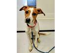 Adopt Virgil a Whippet, Terrier