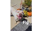 Adopt Fig Yrly 283 a Pit Bull Terrier