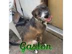 Adopt Gaston a Labrador Retriever, Mixed Breed