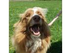 Adopt Cody a Australian Shepherd, Border Collie