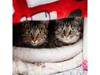 Adopt Latte a Domestic Short Hair