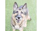 Adopt Gentle Ben a Mixed Breed