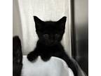 Adopt Hocus a Domestic Short Hair