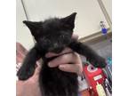 Adopt Pocus a Domestic Short Hair