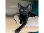 Adopt Onyx a American Shorthair