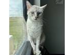 Adopt zazu a Siamese