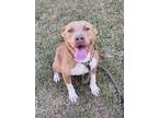 Adopt Bravo a Pit Bull Terrier, Mixed Breed