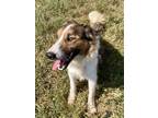Adopt Bart a Mixed Breed