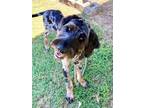 Adopt Chewbacca a Mixed Breed