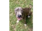 Adopt Buddy a Pit Bull Terrier, Mixed Breed