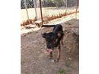 Adopt Nev a Plott Hound, Mixed Breed