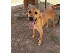Adopt Keegan a Plott Hound, Mixed Breed