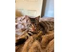 Adopt 24-03 Chase a Domestic Short Hair