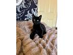 Adopt 24-03 Cheif a Domestic Short Hair