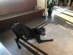 Adopt Brother a German Shorthaired Pointer