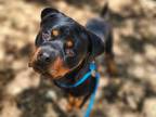 Adopt Salami a Rottweiler