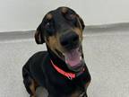 Adopt Odin a Doberman Pinscher