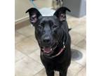 Adopt Smitty (mcas) a Labrador Retriever