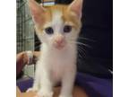 Adopt Elmo a Domestic Short Hair
