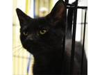 Adopt Ficus a Domestic Short Hair