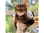 Adopt Cheech a Tabby