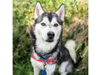 Adopt Sheldon a Husky