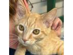 Adopt Mikey a Domestic Short Hair