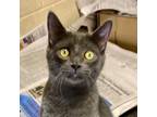 Adopt Jason a Domestic Short Hair