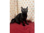 Adopt Griffin a Domestic Short Hair