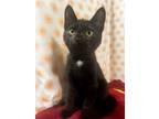 Adopt Gavin a Domestic Short Hair