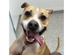 Adopt Goliath a Pit Bull Terrier, Mixed Breed