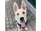 Adopt Pooch a Husky, German Shepherd Dog