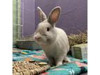 Adopt Jasper a Harlequin