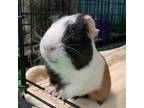 Adopt Porky a Guinea Pig