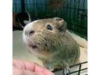 Adopt Daffy a Guinea Pig