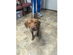 Adopt Hondo a Hound