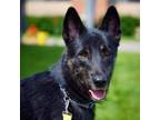 Adopt Jackson a Husky, Akita