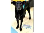 Adopt Puppy a Terrier, Australian Kelpie