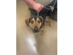 Adopt Goose a Beagle, Australian Shepherd