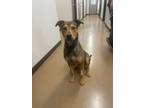 Adopt Gizmo a Coonhound, Rottweiler