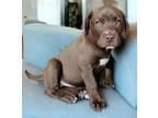 Adopt PUPPY DOPPLER a Chocolate Labrador Retriever
