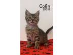 Adopt Colin a Domestic Short Hair