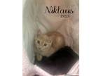 Adopt Niklaus a Domestic Short Hair