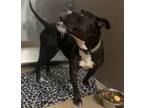 Adopt Beau a Pit Bull Terrier